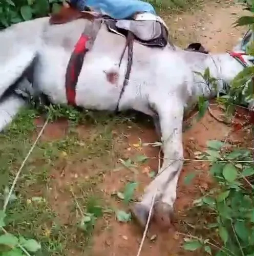 Vaqueiro e jumento morrem eletrocutados na zona rural de Oeiras