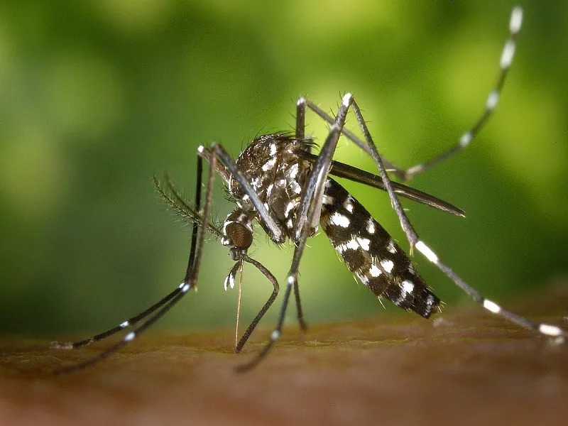 Piauí tem redução de 33% nos casos de dengue nas primeiras semanas de 2024