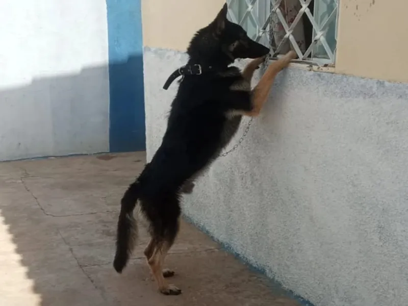 Cachorro pastor alemão desaparecido em Oeiras: ajude a encontrar Charles!