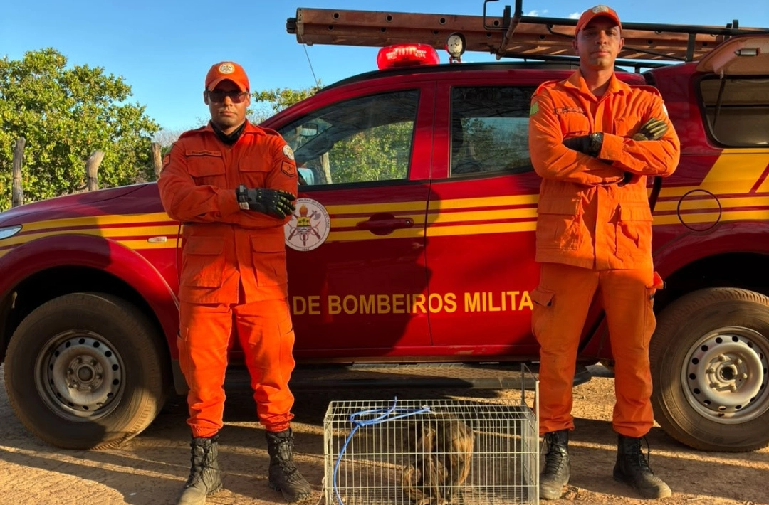 Macaco bugio é capturado pelo Corpo de Bombeiros na zona rural de Oeiras