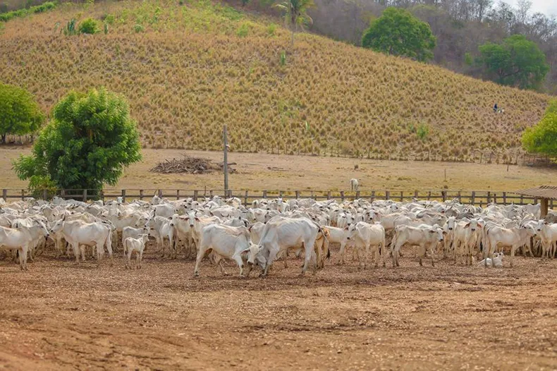 Aftosa: Sada e Adapi esperam vacinar 95% do rebanho piauiense na segunda etapa de campanha