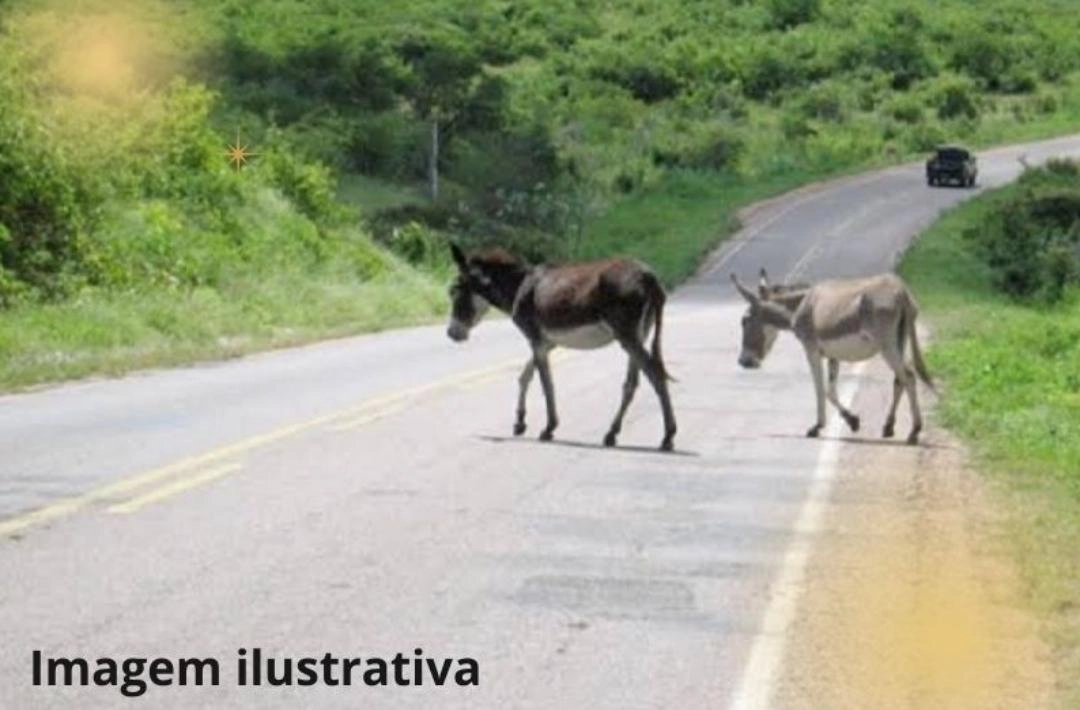 Colisão com animal deixa motociclista ferido na PI-236, em Oeiras