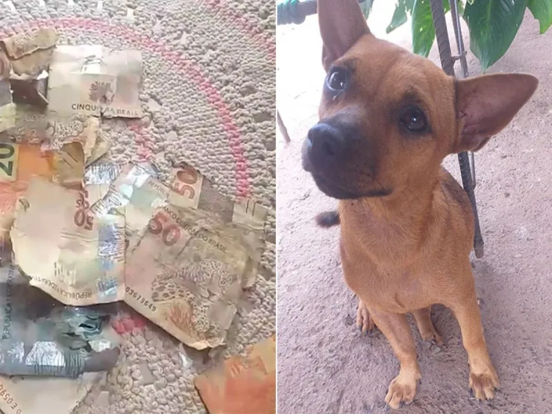 Filhote de caramelo descobre pacote com dinheiro e rasga R$ 1.340 no Piauí