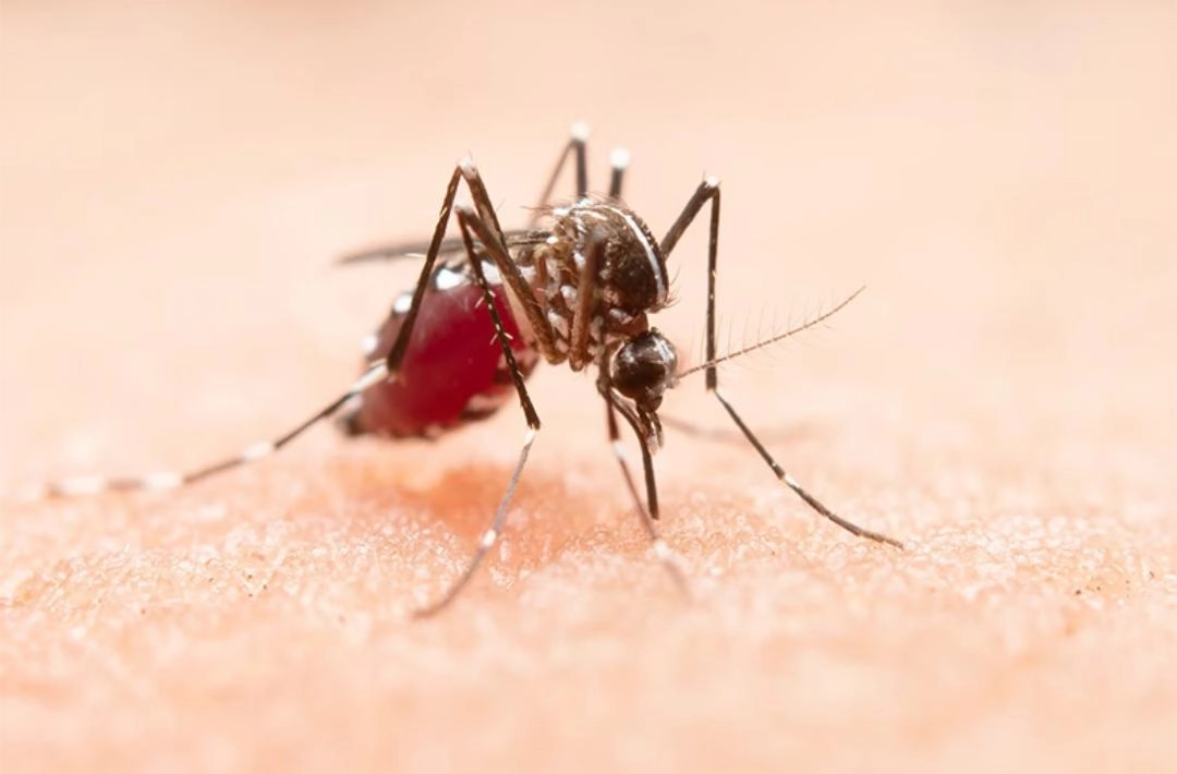 Mulher de 49 anos morre em Teresina vítima da dengue; quinto óbito no Piauí