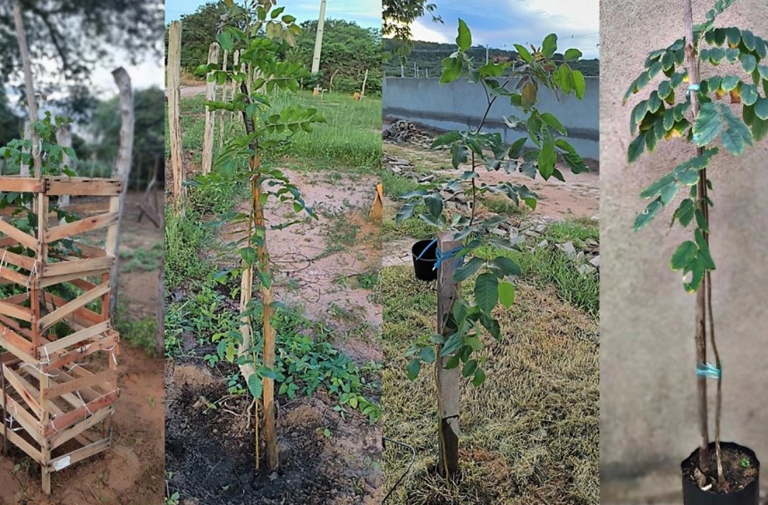 Professor incentiva reflorestamento com espécies nativas ameaçadas de extinção na zona rural de Oeiras