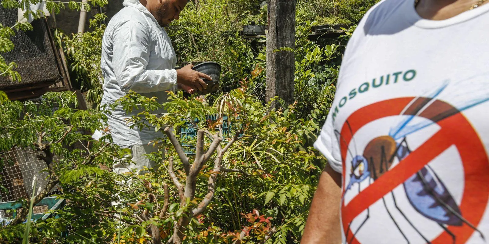 Dengue: Brasil lidera casos na América Latina e Caribe, representando quase 70%