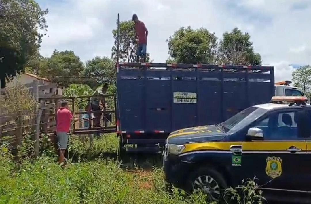PRF intensifica fiscalização e recolhe 14 animais soltos na BR-230 em Oeiras