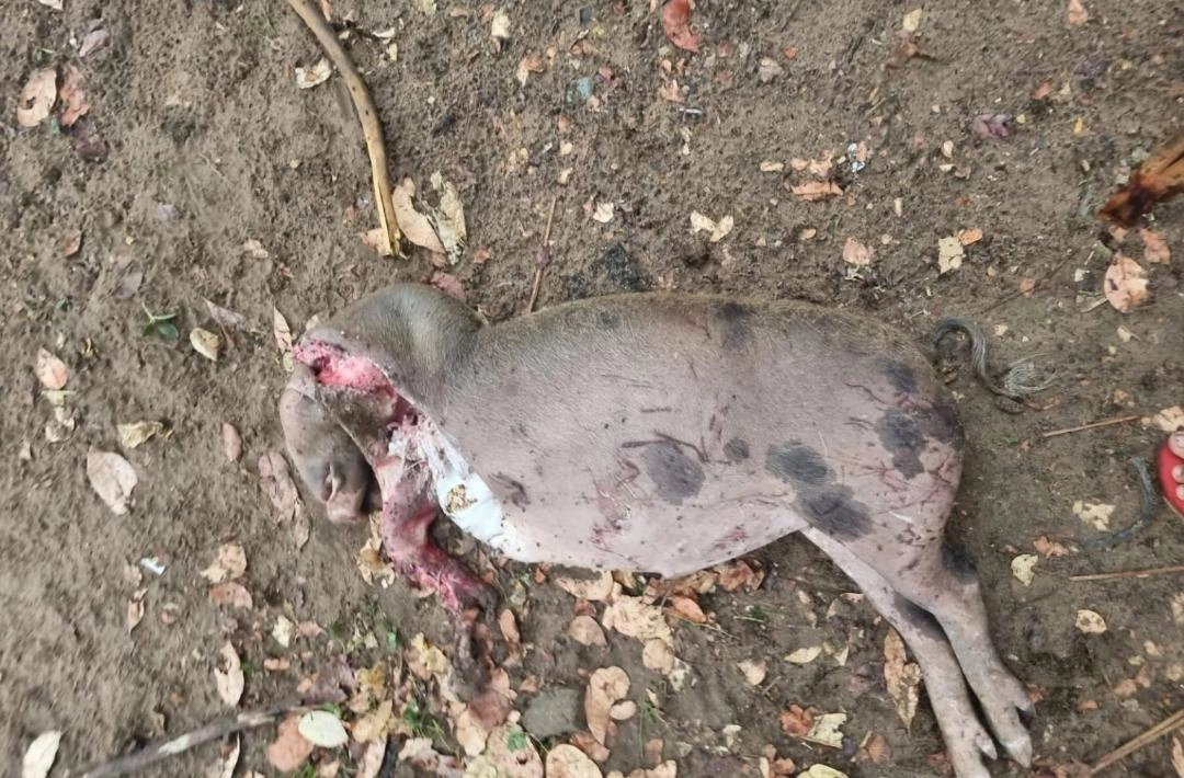 Ataques de cachorros matam diversos animais em Francisco Santos e gera prejuízo para criadores