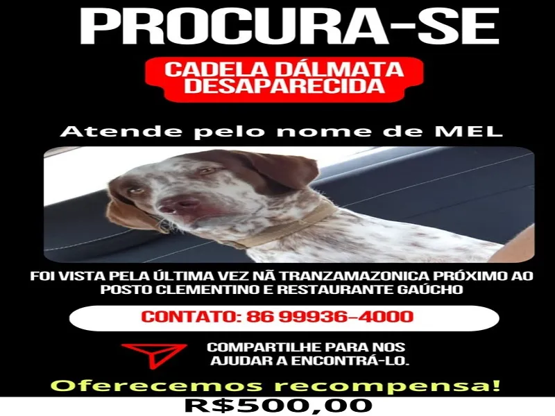 Procura-se cadela Dálmata desaparecida em Oeiras;  tutores oferecem recompensa de R$ 500,00