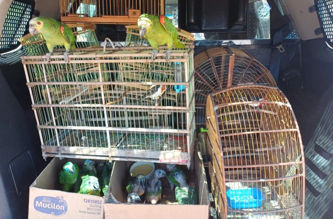 PRF apreende aves silvestres em restaurante no povoado Gaturiano
