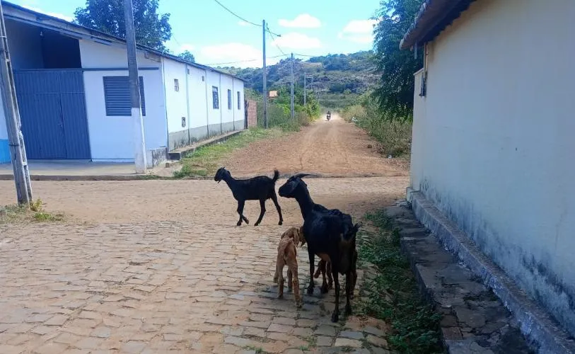 Moradores do bairro Várzea, em Oeiras, reclamam do aumento de animais soltos nas ruas