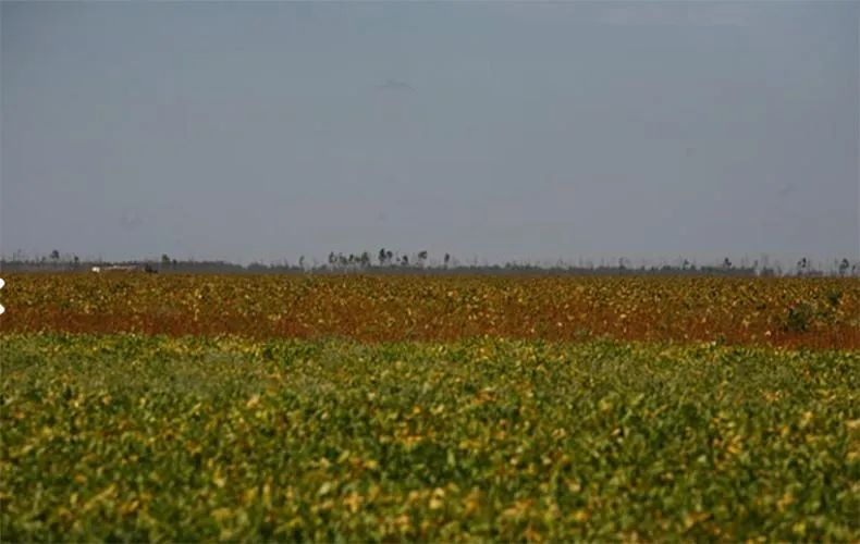 Piauí fará parte de força-tarefa nacional para combater desmatamento no Cerrado