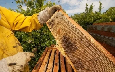 Com aumento de 432%, Piauí tem o maior indicador de produção de mel do Brasil em dez anos