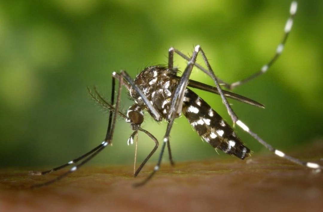 Região do Vale do Canindé registra aumento de casos de dengue e 8ª CRS emite alerta aos municípios