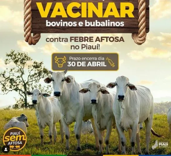 Faltam 6 dias para o fim da campanha de vacinação contra a febre aftosa no Piauí