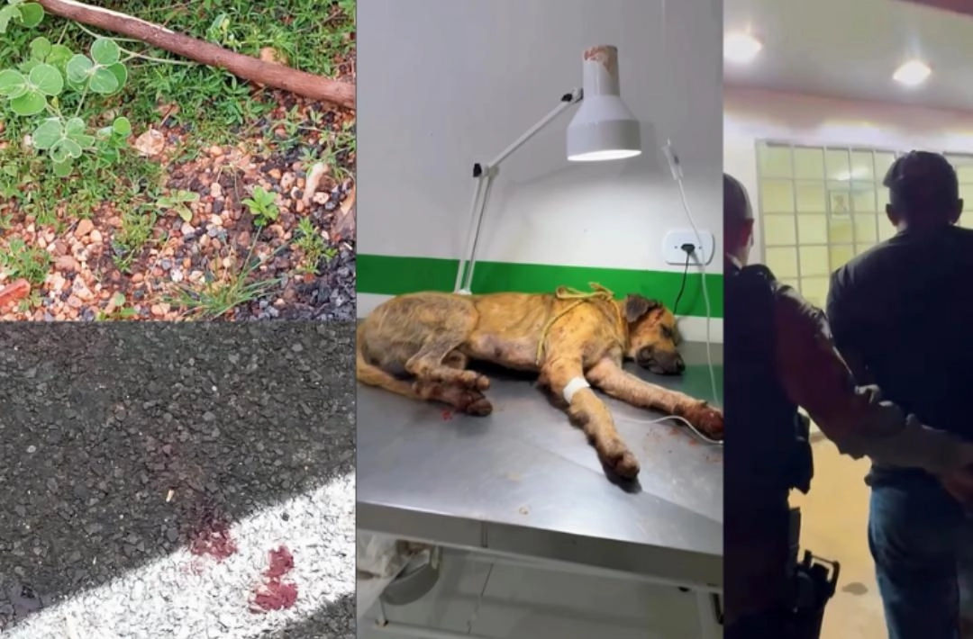 Homem é preso após agredir cão a pauladas em Campinas do Piauí; animal sobrevive e é adotado