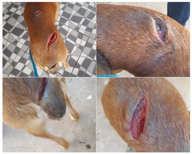 Cachorro é atacado a golpes de facão em ato de crueldade na zona rural de São João da Varjota