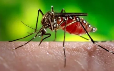 Casos de dengue, zika vírus e Chikungunya continuam em queda no Piauí, aponta Sesapi