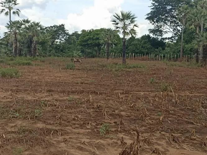 Após chuvas, famílias perdem plantações inteiras na zona rural de Paquetá-PI