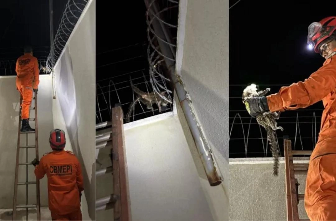 Bombeiros resgatam animal silvestre preso em cerca elétrica em Oeiras