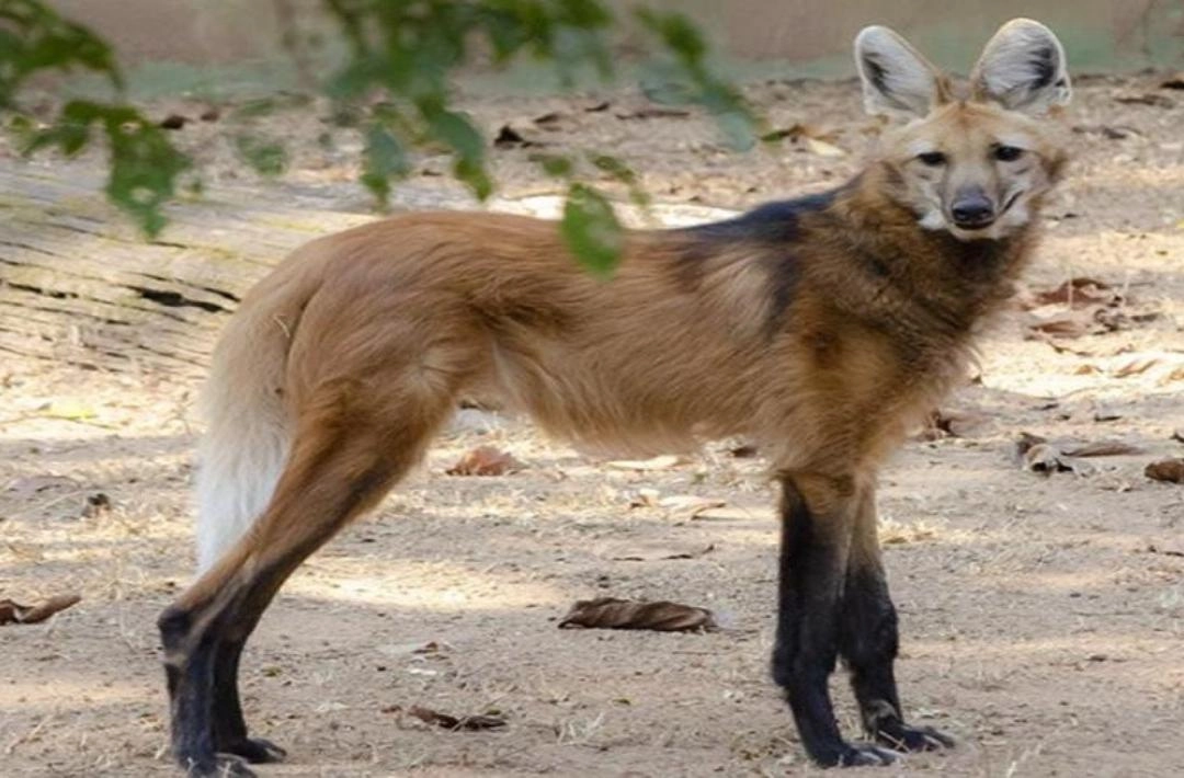 Lobo-guará é visto na localidade Corte, zona rural de Colônia do Piauí