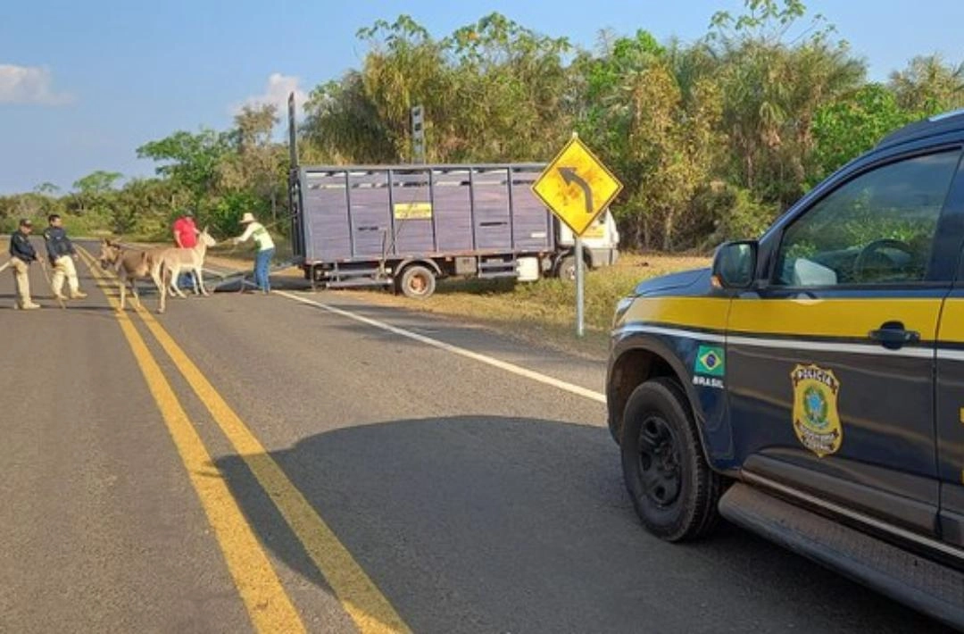 PRF encerra Fase 1 da Operação Armentum com retirada de 150 animais das rodovias federais no Piauí