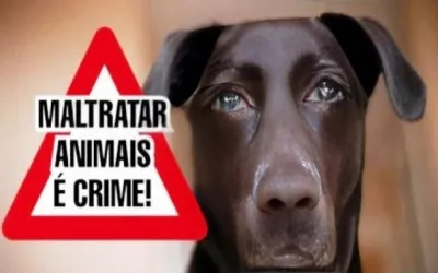 Cachorros e gatos são mortos por envenenamento no bairro Soizão em Oeiras