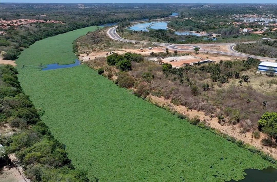 Excesso de aguapés no Rio Poti preocupa e oferece riscos em Teresina