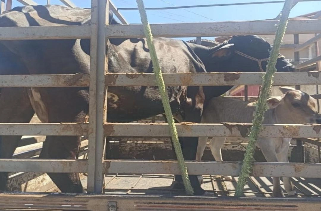 Polícia Militar recupera em Colônia do Piauí animais furtados em Ipiranga do Piauí