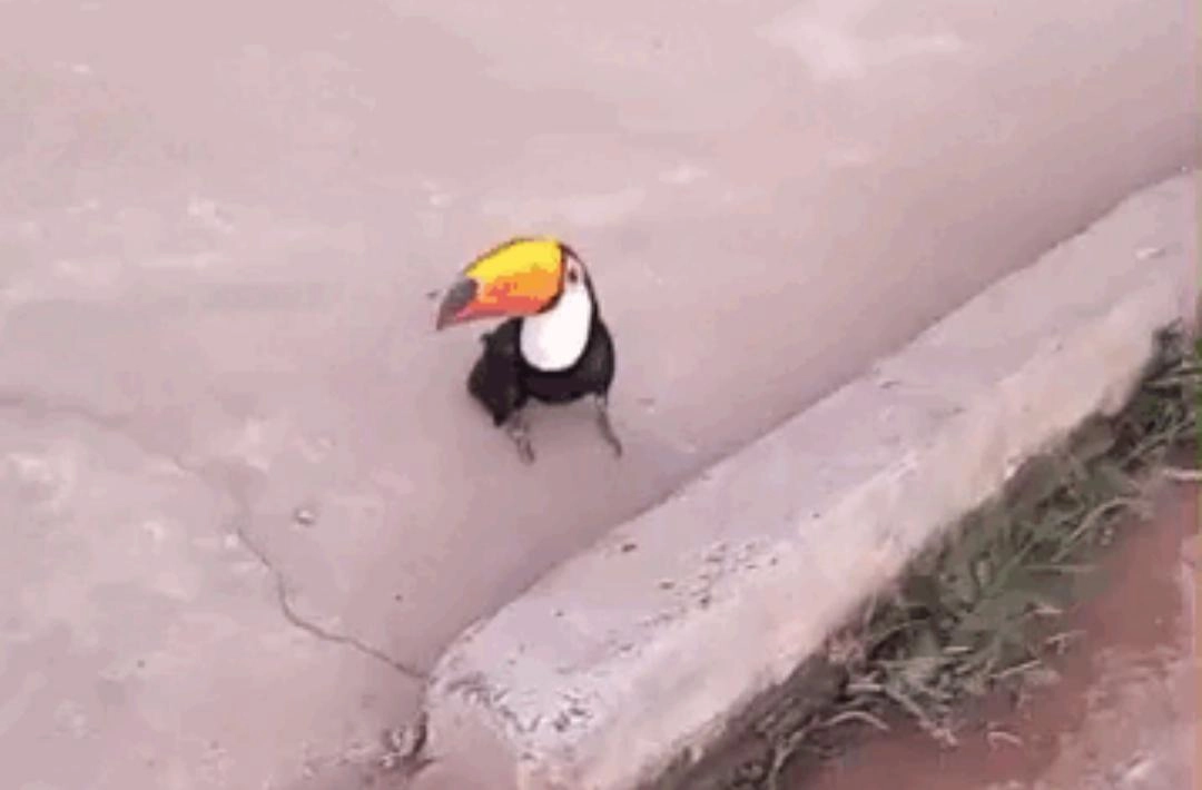 Bombeiros de Oeiras resgatam tucano e pedem ajuda para mantê-lo até chegada do IBAMA