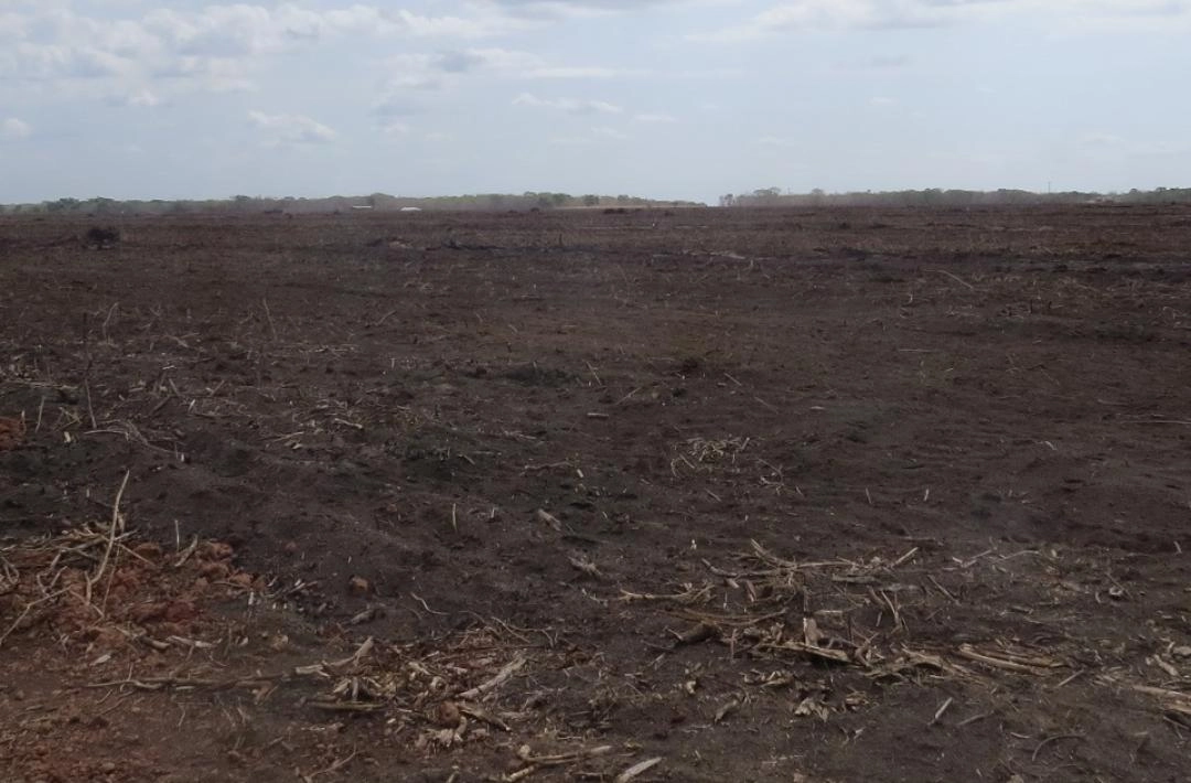 Agronegócio destrói floresta em Oeiras