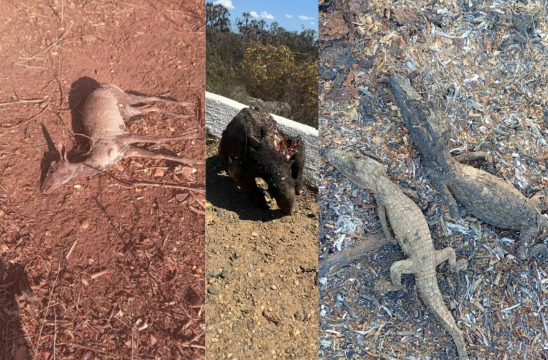 Queimadas se espalham em São José do Peixe e mobilizam força-tarefa há 5 dias