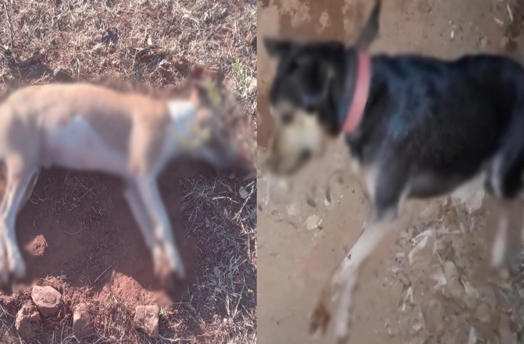 Quatro cães são encontrados mortos com suspeita de envenenamento no povoado Contentamento, em Oeiras