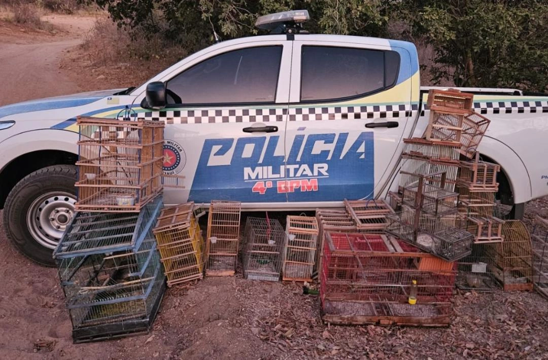 GPM de Pio IX prende homem por crime ambiental e liberta aves silvestres na zona rural