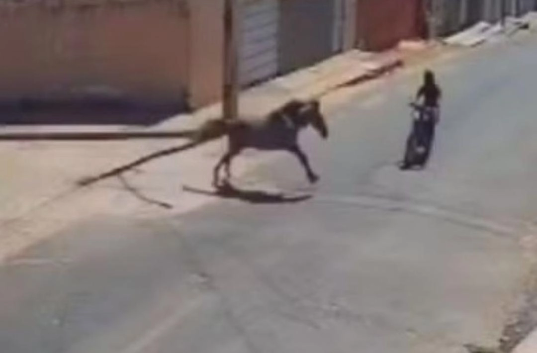 Dono de cavalo que causou acidente em Floriano deve responder por homicídio
