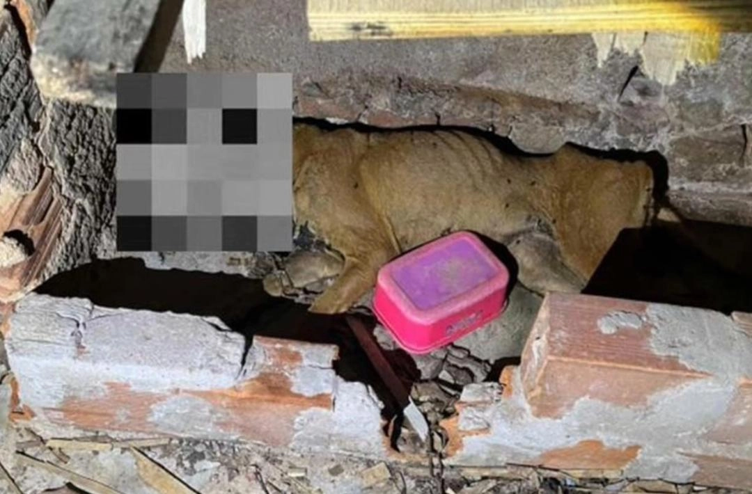 Cadela morre após ser abandonada e amarrada sem água e comida no Piauí