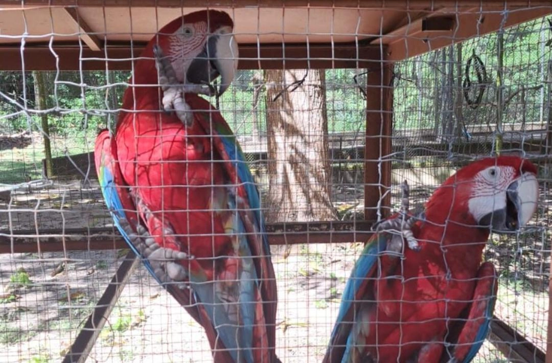 Semarh realiza acolhimento de araras-vermelhas em Barras