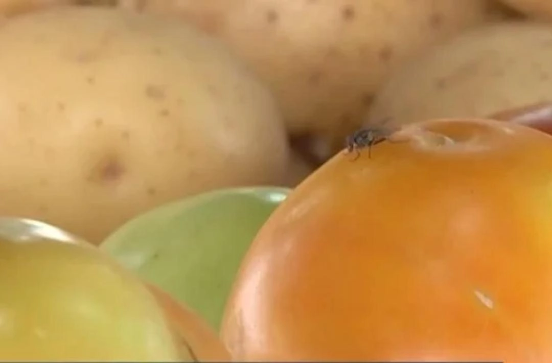 ‘Virose da Mosca’: saiba como se prevenir e tratar os sintomas