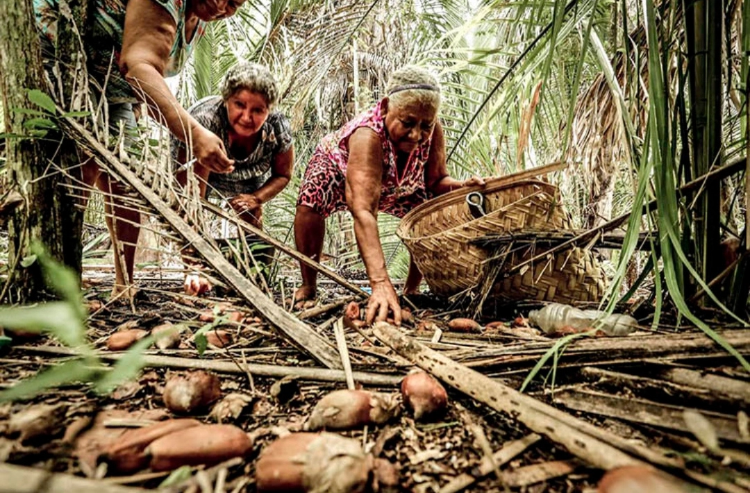 Incra reconhece 123 famílias de quebradeiras de coco no Piauí