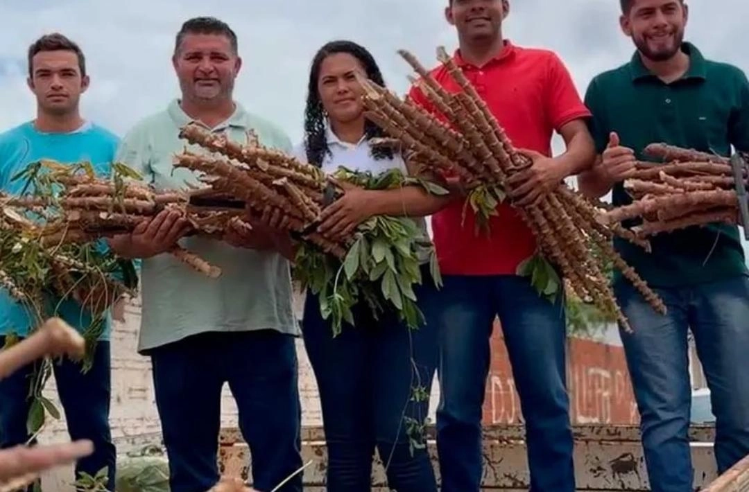 Distribuição de manivas fortalece agricultura familiar em Colônia do Piauí