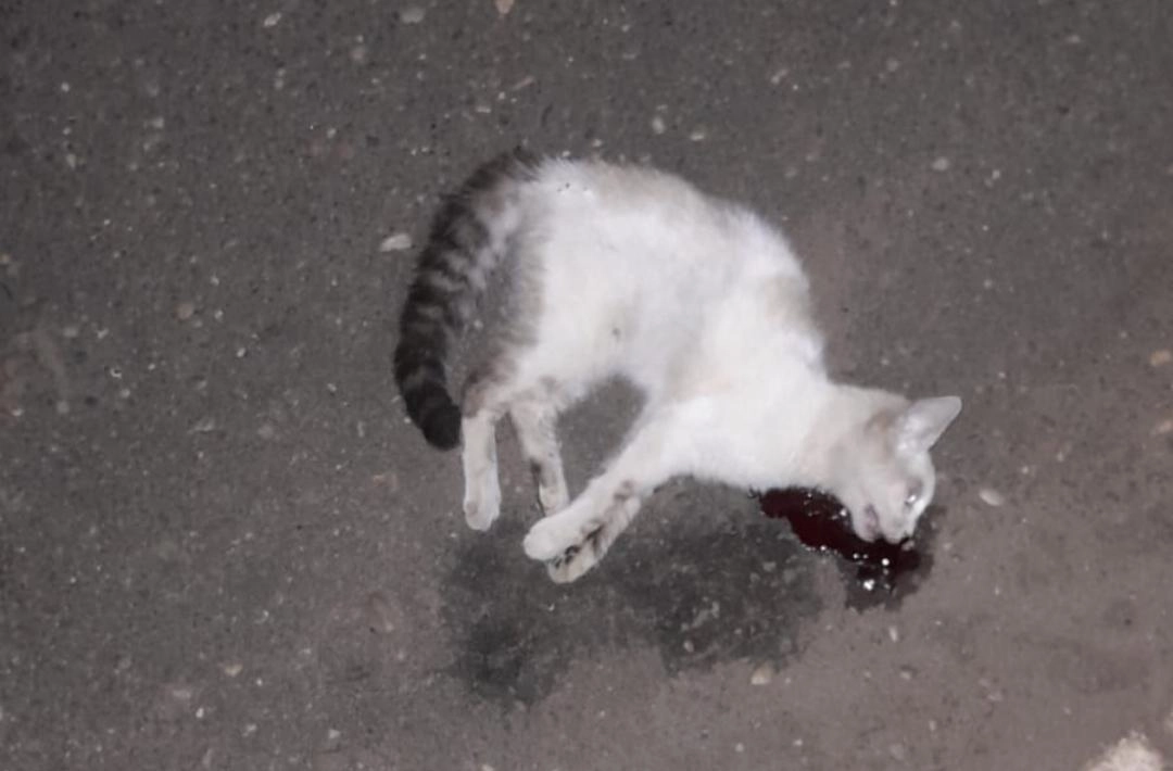 Oeiras registra novos casos de envenenamento de gatos