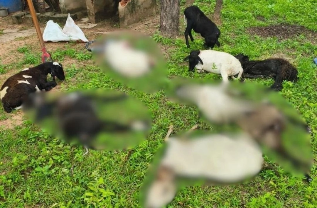Cães invadem propriedade e matam 10 ovelhas na zona rural de Beneditinos
