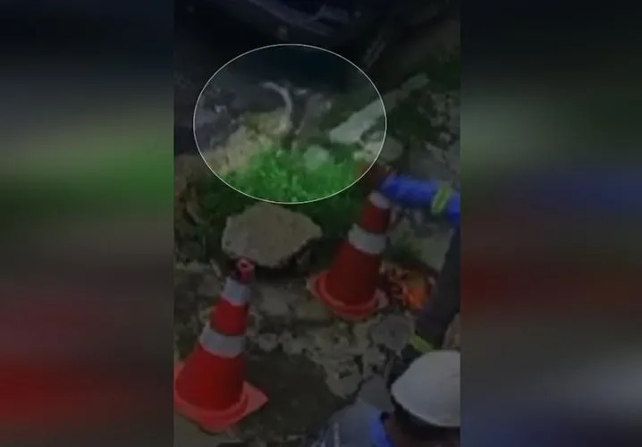 Vídeo: funcionário arremessa gato de rua em reparo para Equatorial