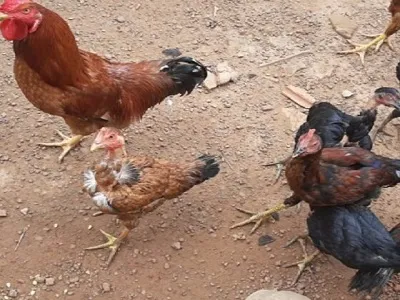 Incômodo por causa de criação de galinhas vira caso de Justiça do Piauí