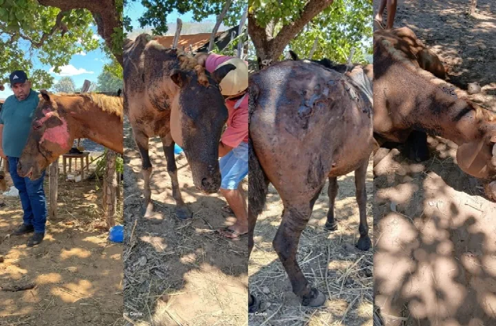 Incêndio de grandes proporções atinge roça e deixa dois cavalos feridos em Oeiras