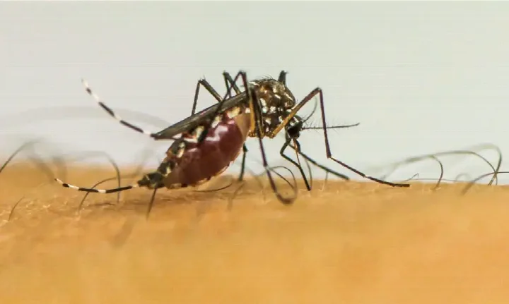 Dengue em Minas Gerais: Fim da emergência em saúde pública é decretado