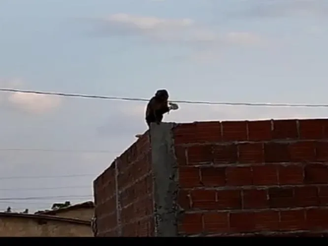 Oeiras: macaco é capturado pelo corpo de bombeiros após três dias causando transtornos no bairro Rosário