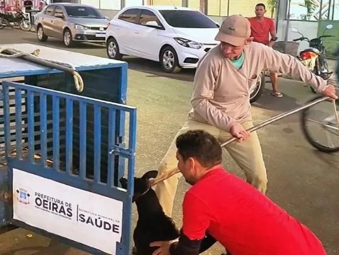 Saúde intensifica captura de animais de rua para castração em Oeiras