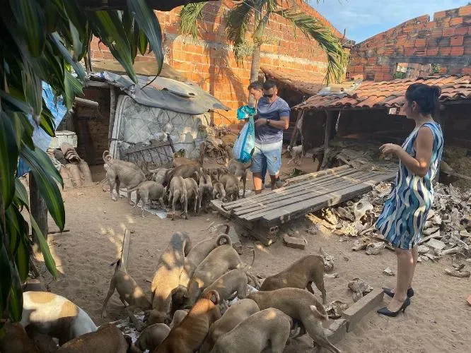 Polícia encontra mais de 50 cães abandonados em residência após tutor sofrer acidente no Piauí