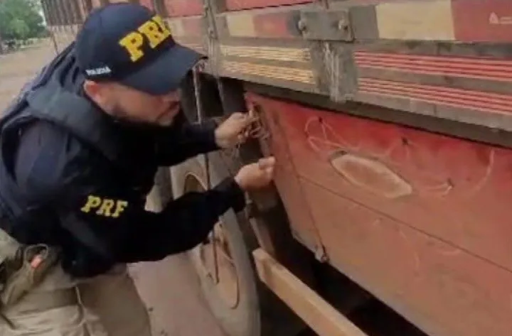 PRF aprende mais de 300 pássaros sendo transportados ilegalmente